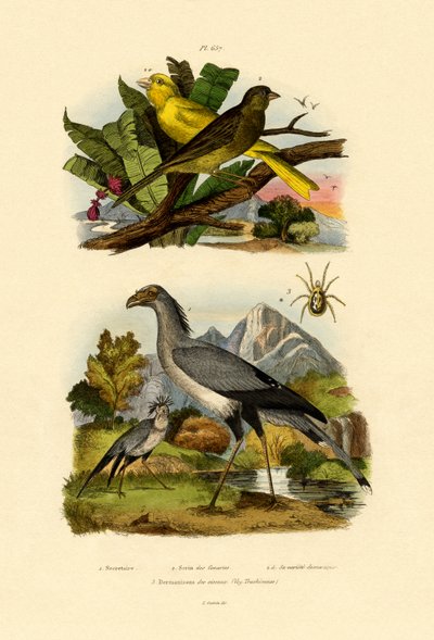Bird Mite by French School